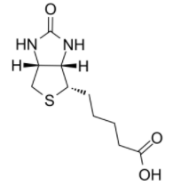 多肽生物素標記